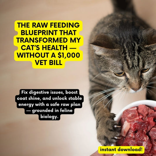 The Raw Feeding Blueprint That Transformed My Cat’s Health — Without a $1,000 Vet Bill